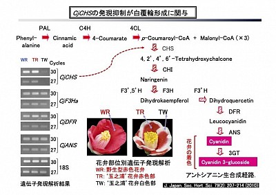 ヤブツバキ‘玉之浦’花弁における覆輪形成機構