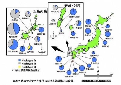 日本各地のヤブツバキ集団における葉緑体DNA変異