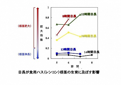 日長が食用ハス（レンコン）根茎の生育に及ぼす影響